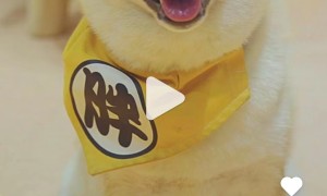视频彩铃☞来自星星的它